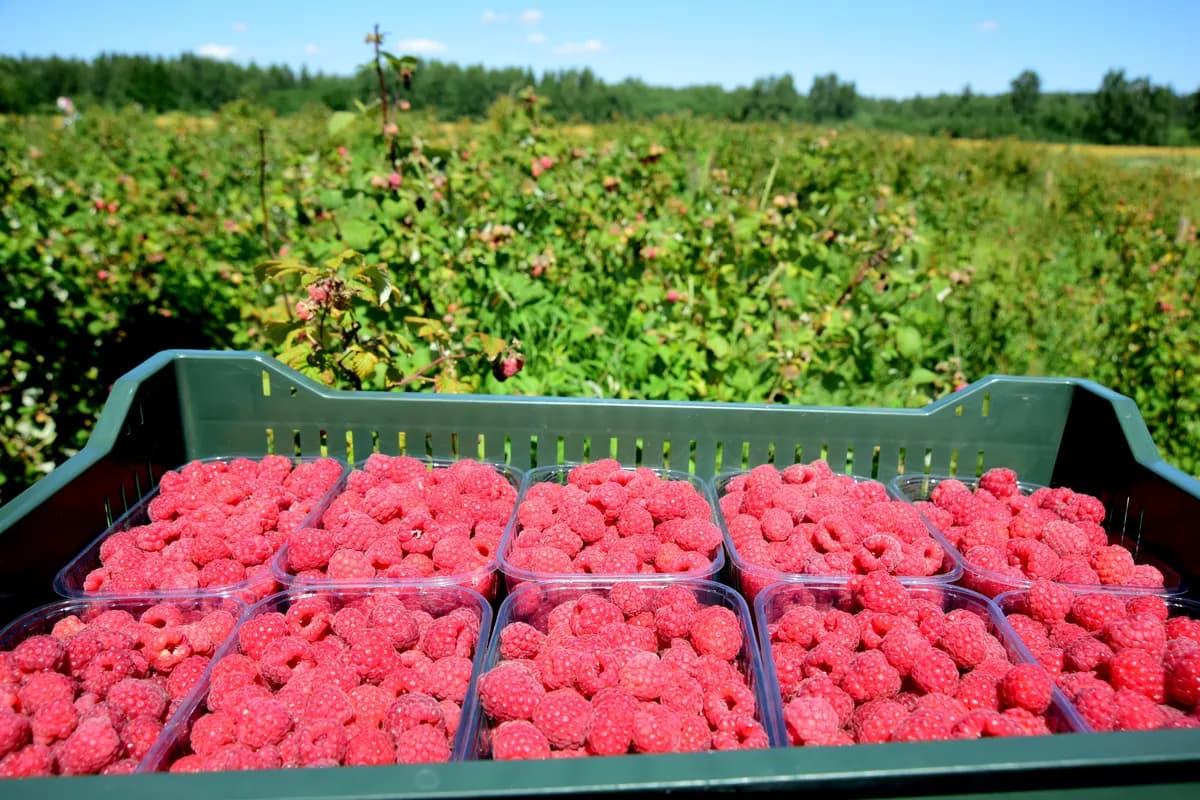 Малина в лотках на поле