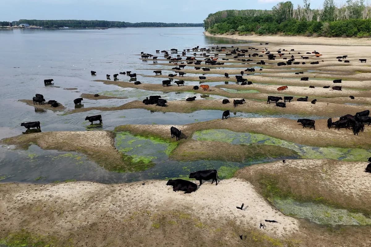 Dunav pri niskom vodostaju